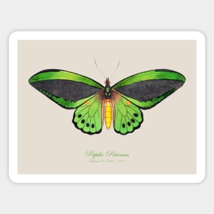 Butterfly - Common Green Birdwing, Priam's Birdwing or Northern Birdwing, Cape York Birdwing aka Papilio Priamus or Ornithoptera Priamus Magnet